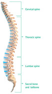 Spine side view