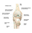 Anatomy of the knee, frontal view