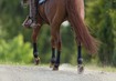 cheval brun avec bandages de compression