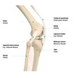 Structure du genou, vue latérale