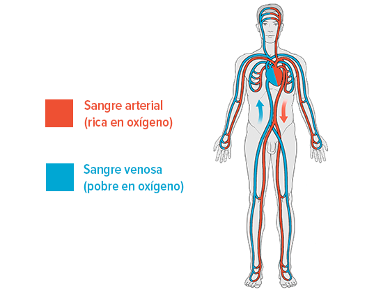 venas planas del cuello