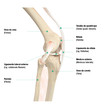 Estrutura do joelho, vista lateral