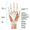 Gráfico de la anatomía de la mano derecha - Palma de la mano
