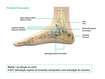 Vista medial da articulação do tornozelo