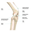 Estructura de la rodilla, vista lateral