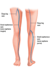 The venous system in the leg