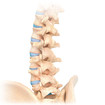 spine with hip bone