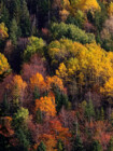 Bunter Wald von oben im Herbst