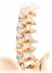 Ilustración gráfica de la columna vertebral