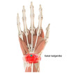 Rysunek anatomiczny prawej dłoni z oznaczeniem kanału nadgarstka – wewnętrzna strona dłoni