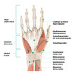 Anatomisk illustration af højre hånd - håndfladen